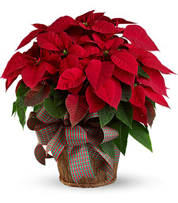 Large Red Poinsettia from Forever Flowers, flower delivery in St. Thomas, VI